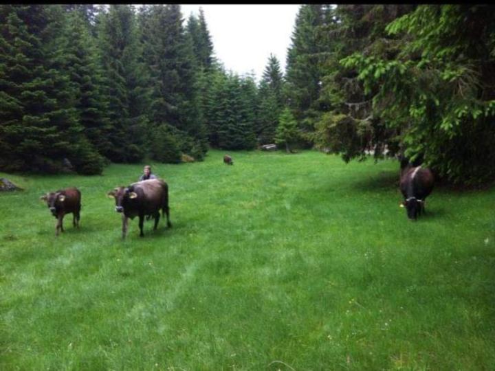 Isov Ranch Villa Plav Dış mekan fotoğraf